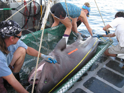 Prior to tagging and release, FSU graduate student Cheston Peterson and FSUCML faculty member, Dr. Dean Grubbs measure a large bluntnose sixgill shark (Hexanchus griseus) while UNF graduate students Arianne Leary and Amanda brown collect blood for toxicological analyses.