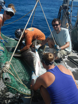 Group taking samples from a bignose shark (Carcharhinus altimus) for research before the shark was released