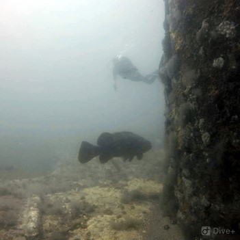 Figure 3. Last year, FSU divers took the plunge into the Gulf of Mexico at the Air Force navigational Tower N7, known locally as “K-Tower” where they observed goliath grouper (Epinephelus itajara.