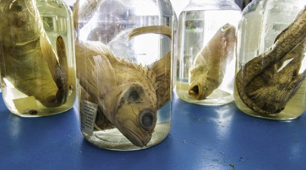 zoological.jpg