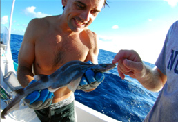 Dr. Dean Grubbs studies one of the most exciting discoveries so far in the project, a 47cm long springer's sawtail catshark, a species which is very new to science, having only been described in 1998