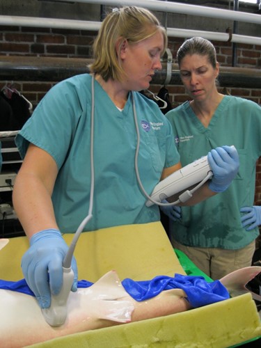 Dr. Cavin conducting a shark ultrasound, New England Aquarium