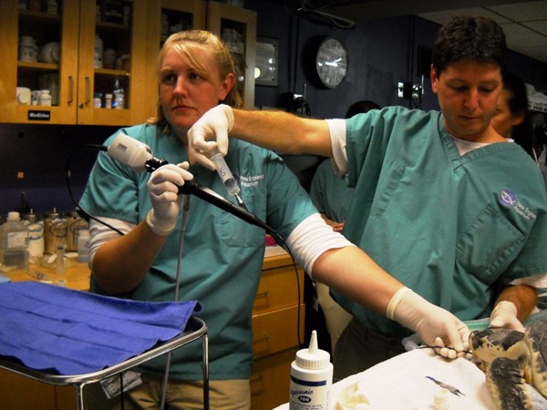 cavin-turtle-endoscopy.jpg
