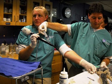 Dr. Cavin conducting a turtle endoscopy, New England Aquarium