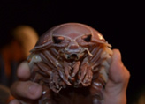 A giant isopod