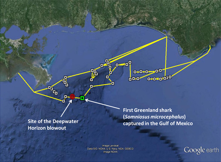 Route of the R/V Apalachee and research stations sampled (squares), relative to the site of the Deepwater Horizon oil spill