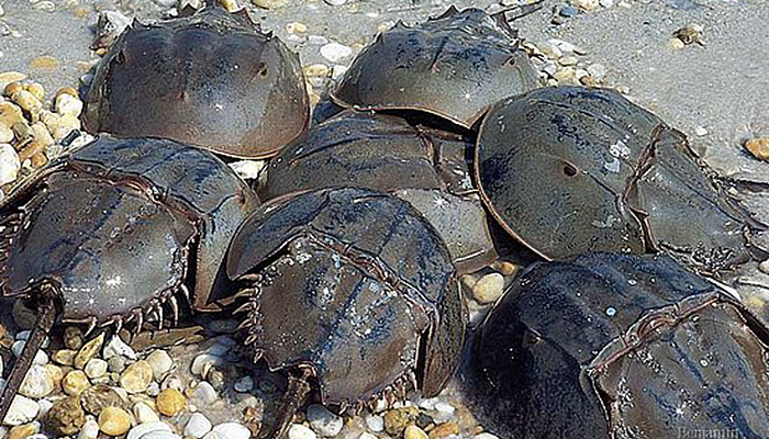 Stewart Island overtuigen Ideaal Spring is Mating Season for Horseshoe Crabs | Coastal and Marine Laboratory