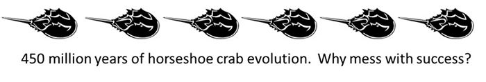 Horseshoecrab Evolution 