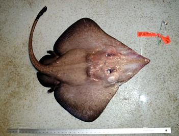 Unknown skate - dorsal (upper side)