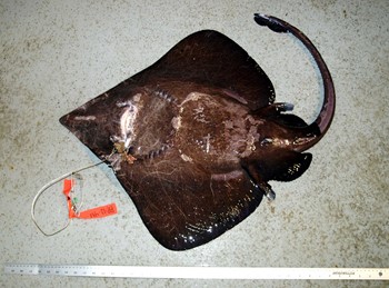 Unknown skate - ventral (underside)