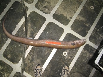 king snake eel (Ophichthus rex)