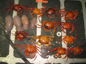 red deep-sea crabs (Chaceon quinquedens) and giant isopods (Bathynomus giganteus)