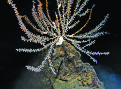 Bamboo colony ( Keratoisis sp ) from Solwara 1 vent, Papua New Guinea. This species was found on hard substrate away from active venting. Image courtesy Nautilus Minerals