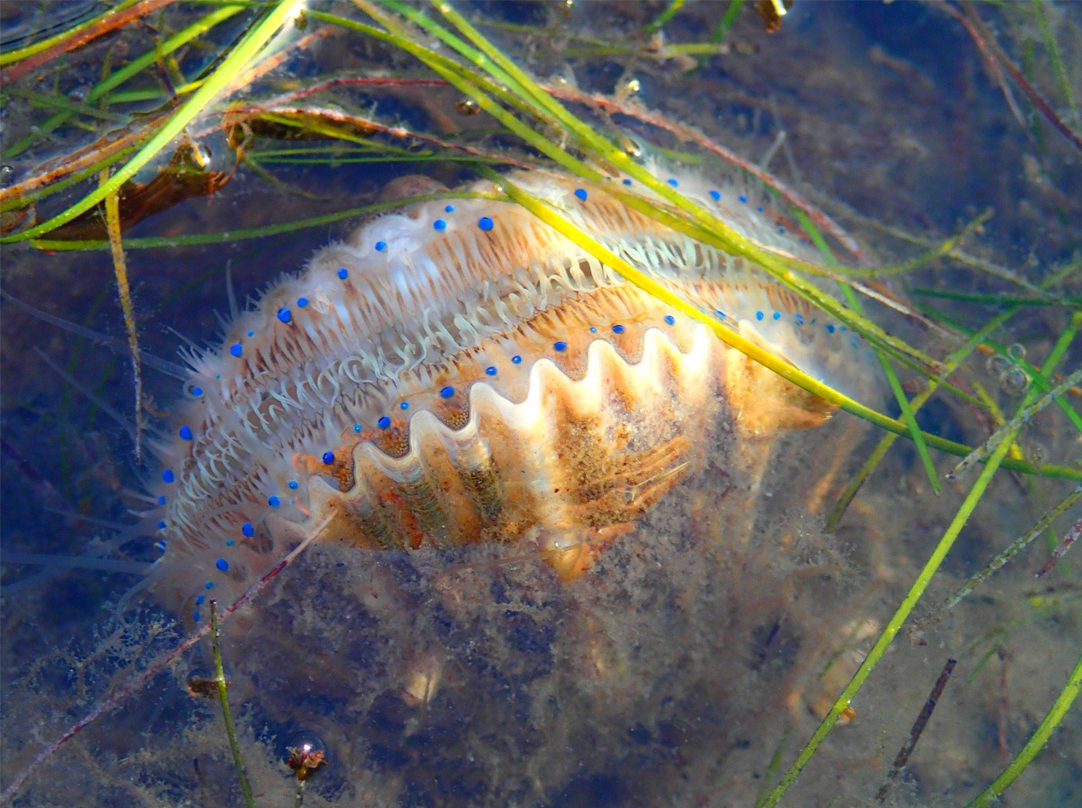 Close Up Scallop