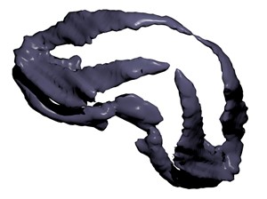 3D reconstruction of a jaw skeleton of a late stage embryo from histological thin sections. Late stage embryo has complete jaw and muscles to pump water for breathing