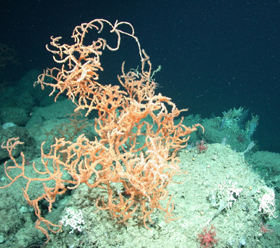 The oldest coral ever aged was a black coral (Leiopathes sp) from the Hawaiian Islands at 4,267 years old. This image is of a Leiopathes species from the west Florida slope. These slow growing long lived corals are common in the deep Gulf of Mexico and are among the species that may have protection in the future. Image credit USGS Discovre  2010