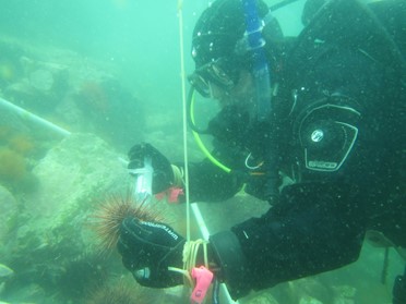 Dr. Levitan injecting a red urchin with potassium chloride to induce spawning in the field experiment