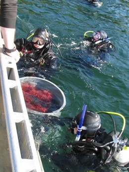 Research team collecting red sea urchins for use in the laboratory