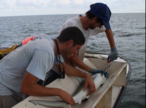 FSUCML graduate students Cheston Peterson (right) and Brendan Talwar (left), taking measurements and samples