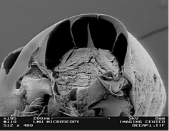 Ventral view of adult calanoid copepod, Labidocera