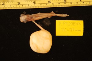 Mid-term Great Lanternshark embryo with large yolk sac