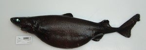 Pregnant female Great Lanternshark