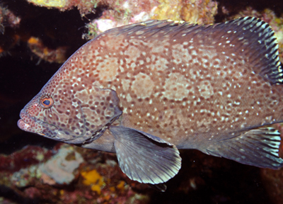 The shelf edge reefs support deep-water snapper and grouper, which have high commercial and recreational value. This image of a rare marbled grouper (Dermatolepis inermis) was taken at one of the banks near the Flower Gardens National Marine Sanctuary. Image credit FGBNMS.
