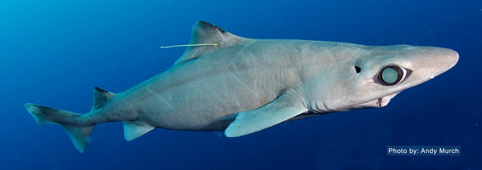 Little gulper shark, Centrophorus cf. uyato. Photo credit: Andy Murch (http://www.elasmodiver.com/sharks_and_rays.html)