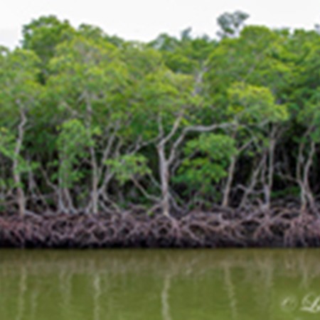 mangroves.jpg