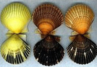 Scallop Banner Different Colors