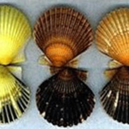 Scallop Banner Different Colors
