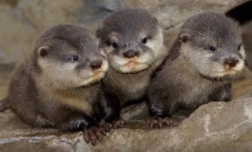 Can You Own An Otter In Florida River Otters Coastal And Marine Laboratory