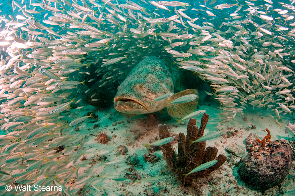 Goliath Grouper | Coastal and Marine Laboratory