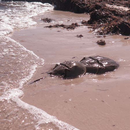 Horseshoe Crab