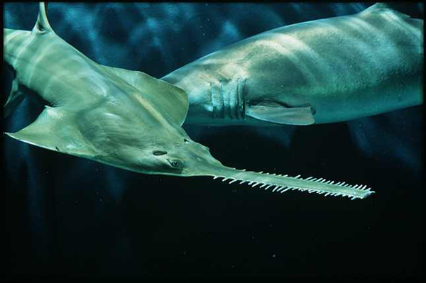 sawfish-tigershark.jpg (2)