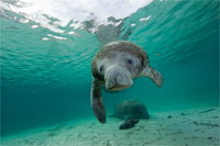 Manatee