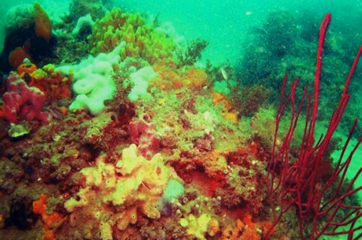 Reef Properties Reefs | Coastal and Marine Laboratory