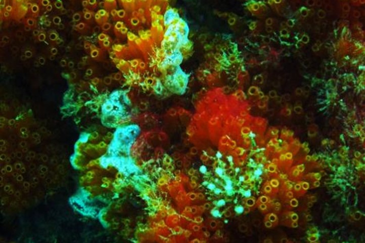 Tunicates | Coastal and Marine Laboratory