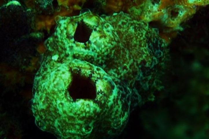 Tunicates | Coastal and Marine Laboratory
