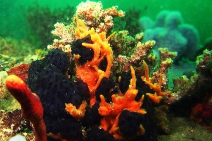 Tunicates | Coastal and Marine Laboratory