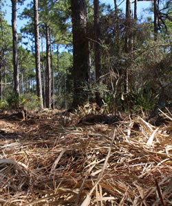 After shot of the clearing process on the North 70 tract