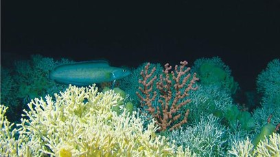 Cold-water coral reefs in Røst Reef, taken by ROV. Photo credit: Tutti et al. FATE project. NRC/IMR/NORMAR