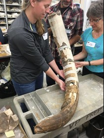 Dr. Halligan holding a partially reconstructed mastodon bone. Credit: Center for the Study of the First Americans (CSFA).