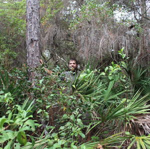In a healthy longleaf pine forest the groundcover should be grasses and some other plants that are about knee-high. As you can see from the growth around Chris Matechik, FSUCML Marine Research Assistant, (who is 6’2″) this vegetation is clearly overgrown. Woody shrubs have displaced other plants.