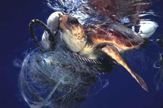 Sea turtle caught in fishing line and netting