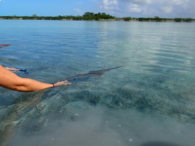 Newborn sawfish pup is set free in the wild (Andros, Bahamas)