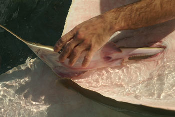 Dr. Grubbs assists sawfish give birth to two pups--documented for the first time