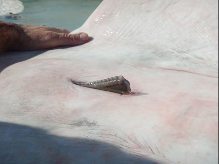 Close-up of sawfish pup's rostral blade peaking out. At the embyonic stage, the rostrum are soft and flexible with teeth that are enclosed by a sheath, to protect the mother during birth--documented for the first time