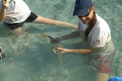 Dr. Dean Grubbs holds sawfish pup right after its birth