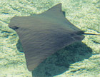 cownose-ray.jpg